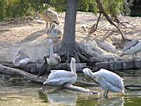 Pelican frise, Pelecanus crispus (ord Pelecaniformes) (fam Pelecanides) (Photo F. Mrugala) (03)